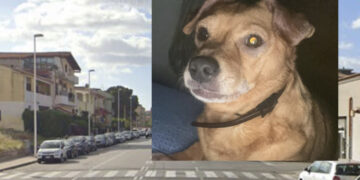 Cagliari, investe e uccide una cagnolina al guinzaglio con la sua padrona sulle strisce pedonali: “Non si è fermata“