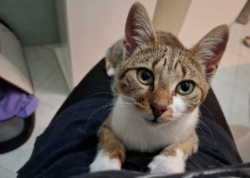 Radio Zampetta sarda, una dolce micina abbandonata in cerca di coccole: chi l’adotta?
