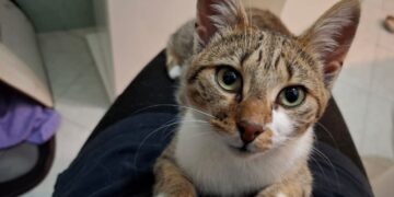 Radio Zampetta sarda, una dolce micina abbandonata in cerca di coccole: chi l’adotta?