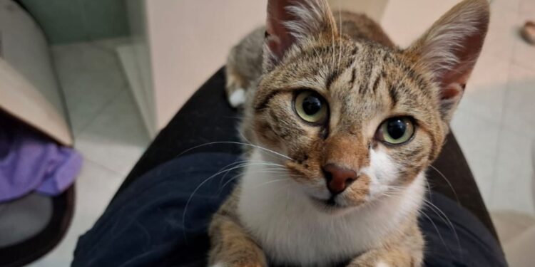 Radio Zampetta sarda, una dolce micina abbandonata in cerca di coccole: chi l’adotta?