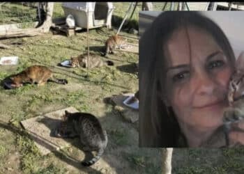 Cagliari, morta la volontaria che si occupava dei 4 zampe sfortunati, l’appello della figlia: “Chiedo aiuto a chiunque possa adottarne anche solo uno”