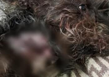 Carbonia, attaccato al collo da un Pitbull: piccolo cagnetto vivo per miracolo