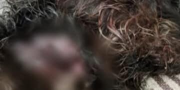 Carbonia, attaccato al collo da un Pitbull: piccolo cagnetto vivo per miracolo