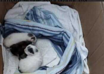 Radio Zampetta Sarda, Macchiareddu:salviamo sette micromicini e due mammine