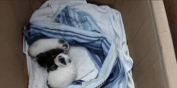 Radio Zampetta Sarda, Macchiareddu:salviamo sette micromicini e due mammine