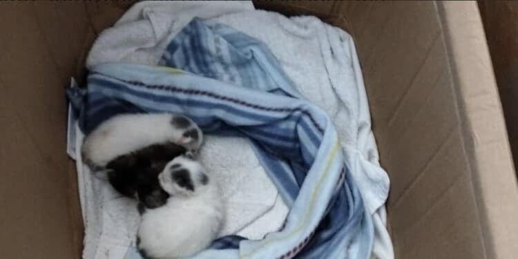 Radio Zampetta Sarda, Macchiareddu:salviamo sette micromicini e due mammine