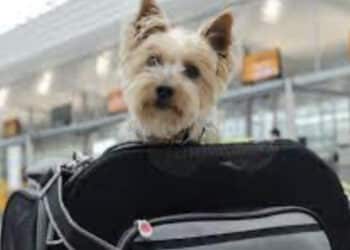 Aereo, cani e gatti a bordo con i loro padroni: presto le nuove normative
