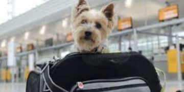 Aereo, cani e gatti a bordo con i loro padroni: presto le nuove normative