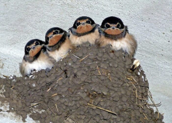 Cagliari, distruzione di nidi e uccisione di pulli: “Zedda firmi subito un’ordinanza per fermare il massacro”