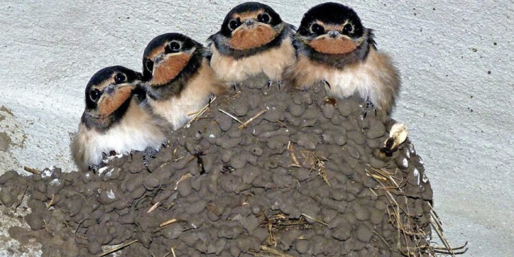 Cagliari, distruzione di nidi e uccisione di pulli: “Zedda firmi subito un’ordinanza per fermare il massacro”