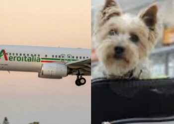 Aeroitalia in prima linea con gli animali per dire “Sì” al trasporto in cabina