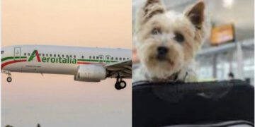 Aeroitalia in prima linea con gli animali per dire “Sì” al trasporto in cabina