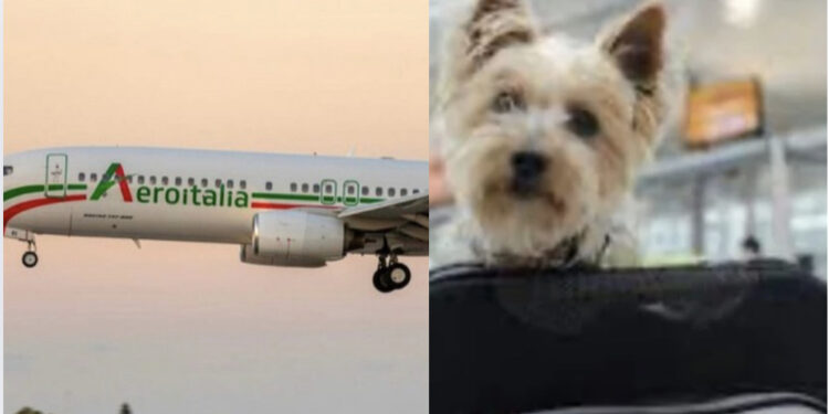 Aeroitalia in prima linea con gli animali per dire “Sì” al trasporto in cabina