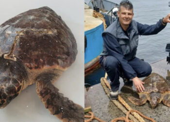 Sarroch, ritrovato in difficoltà all’interno del terminal della raffineria della Saras un esemplare adulto di Caretta caretta