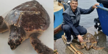 Sarroch, ritrovato in difficoltà all’interno del terminal della raffineria della Saras un esemplare adulto di Caretta caretta