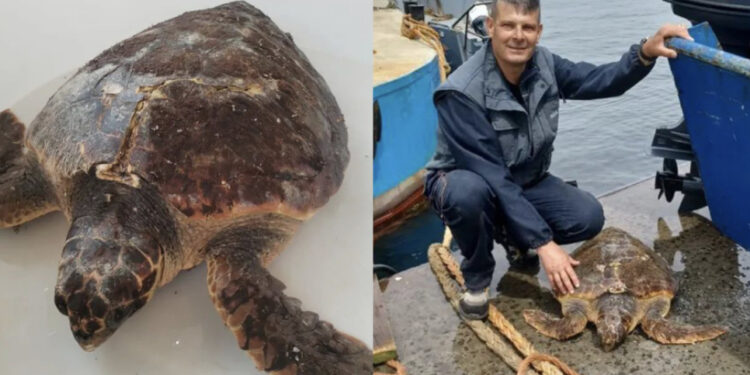 Sarroch, ritrovato in difficoltà all’interno del terminal della raffineria della Saras un esemplare adulto di Caretta caretta