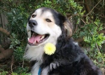 Radio Zampetta Sarda, il sogno di Rex? Avere una famiglia