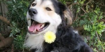 Radio Zampetta Sarda, il sogno di Rex? Avere una famiglia