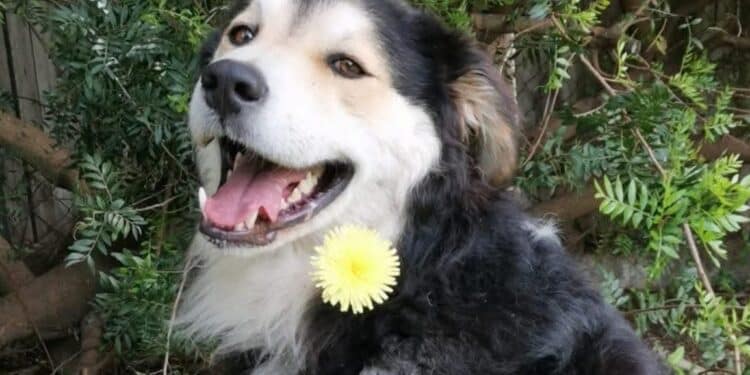 Radio Zampetta Sarda, il sogno di Rex? Avere una famiglia