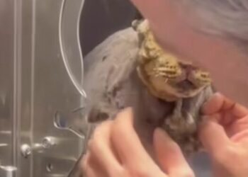 “La voce di Tigro”: una canzone nata dal dolore, ma piena d’amore