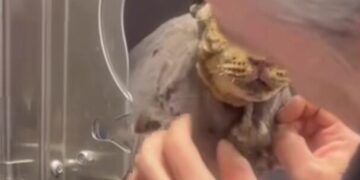 “La voce di Tigro”: una canzone nata dal dolore, ma piena d’amore