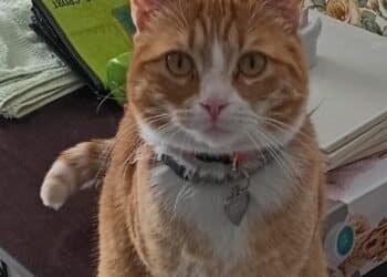 Radio Zampetta Sarda, una ricompensa per chi ritrova Ginger