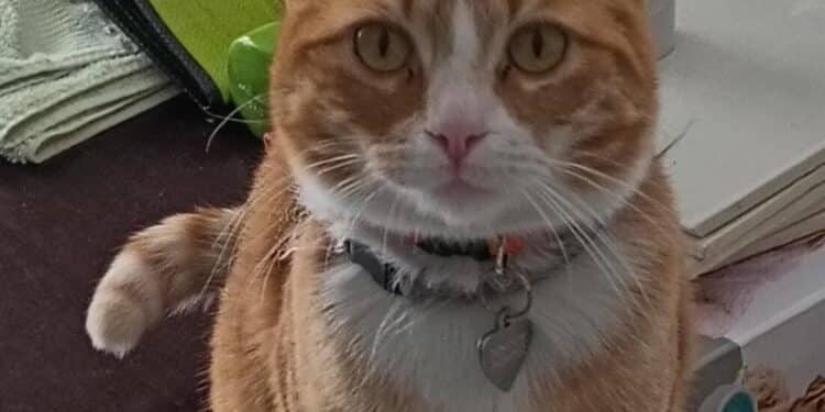 Radio Zampetta Sarda, una ricompensa per chi ritrova Ginger