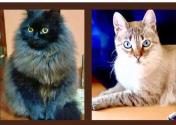 Sos a Radio Zampetta Sarda: “Sono malata, adottate i miei gatti”