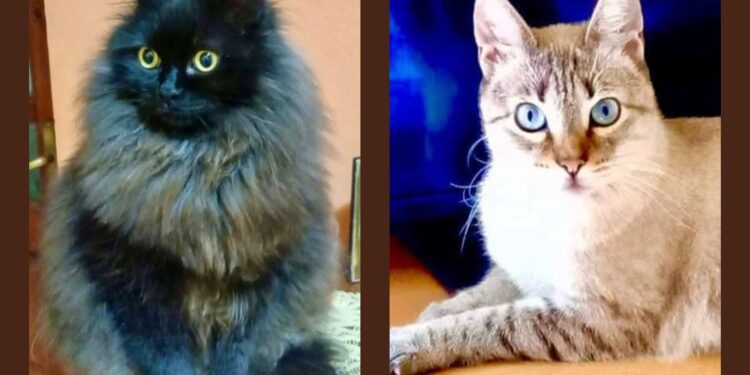 Sos a Radio Zampetta Sarda: “Sono malata, adottate i miei gatti”