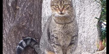 Radio Zampetta Sarda, si ammala la padrona e Tigro cerca una casa entro il 20 maggio