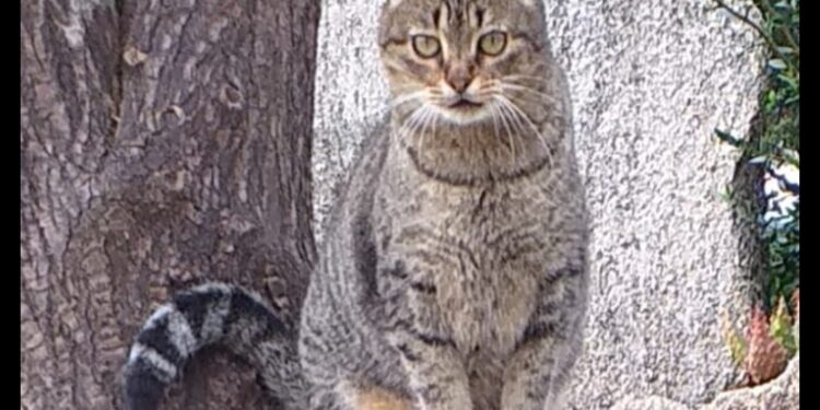 Radio Zampetta Sarda, si ammala la padrona e Tigro cerca una casa entro il 20 maggio