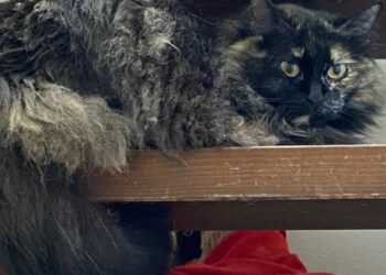 Radio Zampetta Sarda, una garanzia nelle adozioni