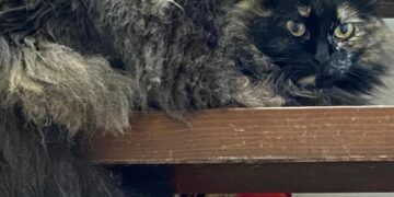 Radio Zampetta Sarda, una garanzia nelle adozioni