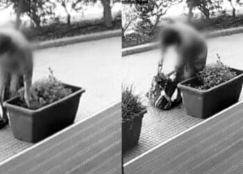 Ladri di piante in azione a Quartu, fioriere nel mirino