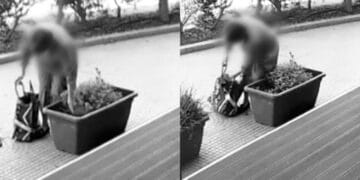 Ladri di piante in azione a Quartu, fioriere nel mirino