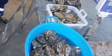 Vendeva cozze e ostriche in via Is Mirrionis, scoperto e multato un ambulante abusivo a Cagliari