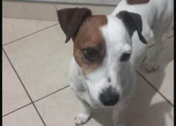 Pula, appello disperato per William: “Il mio cane fuggito per i botti, aiutatemi a ritrovarlo”