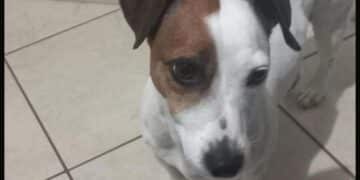 Pula, appello disperato per William: “Il mio cane fuggito per i botti, aiutatemi a ritrovarlo”