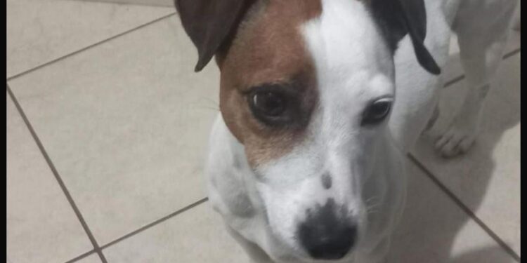 Pula, appello disperato per William: “Il mio cane fuggito per i botti, aiutatemi a ritrovarlo”