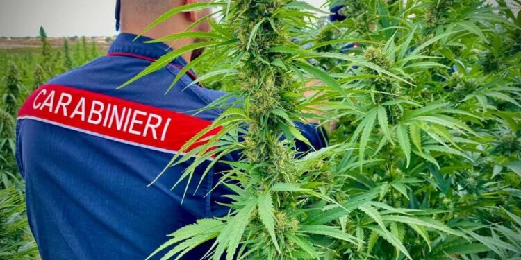 Coltivavano e spedivano droga nel nord Italia: smantellato dai carabinieri di Cagliari il centro di produzione in Sardegna