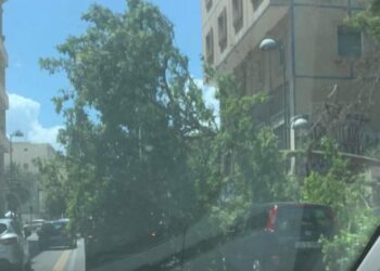 Cagliari, crolla un albero in via Paoli: distrutte tre auto