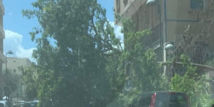 Cagliari, crolla un albero in via Paoli: distrutte tre auto