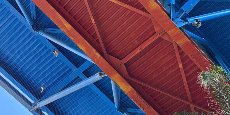 Piccioni intrappolati nelle reti alla Cittadella Universitaria di Monserrato: carcasse penzolanti e degrado