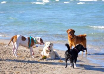 Quartu Sant’Elena, al mare con Fido nella spiaggia sotto la ringhiera a Margine Rosso