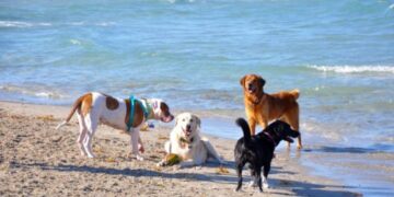 Quartu Sant’Elena, al mare con Fido nella spiaggia sotto la ringhiera a Margine Rosso
