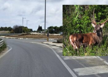 Pula, basta incidenti sulla Ss 195: in arrivo nuove tecnologie per dissuadere l’attraversamento di cervi e cinghiali