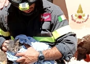 Iglesias, soccorso un gattino nell’area mineraria di Monteponi