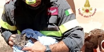 Iglesias, soccorso un gattino nell’area mineraria di Monteponi