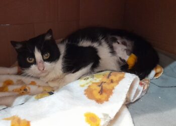 Radio Zampetta Sarda, gattino di 5 mesi cerca adozione