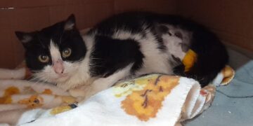 Radio Zampetta Sarda, gattino di 5 mesi cerca adozione